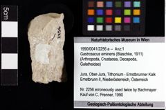 Foto (Objket + Etiketten) von Gastrosacus eminens (Blaschke, 1911) 